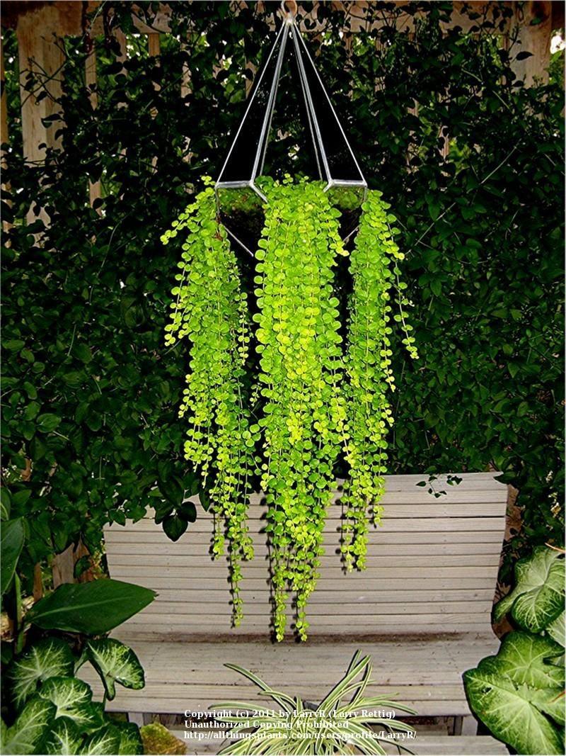 Creeping Jenny