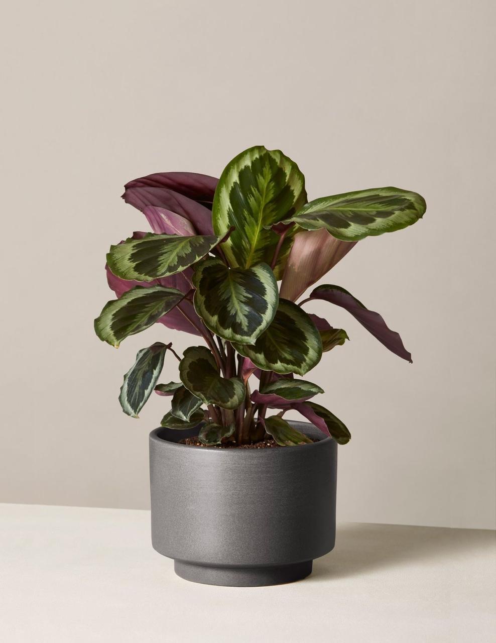Calathea Medallion