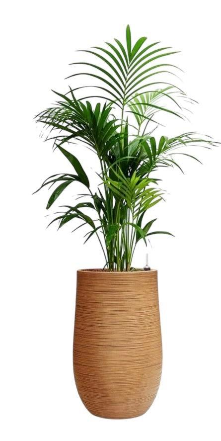 Kentia Palm