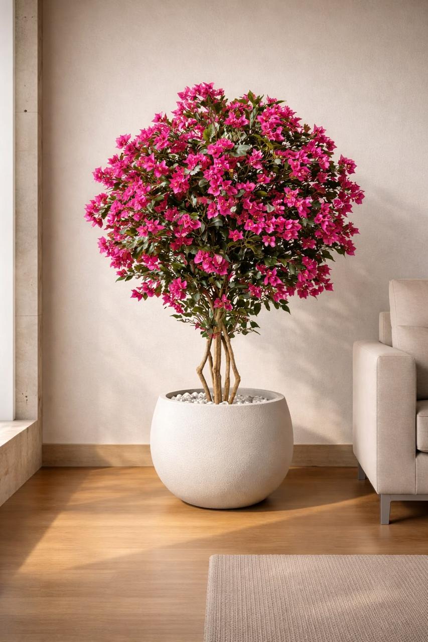 Bougainvillea