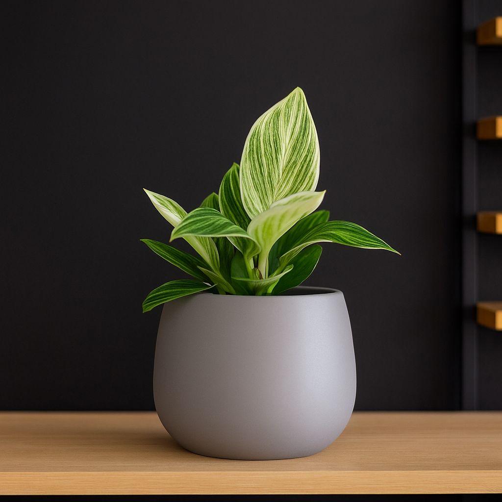 Philodendron Birkin