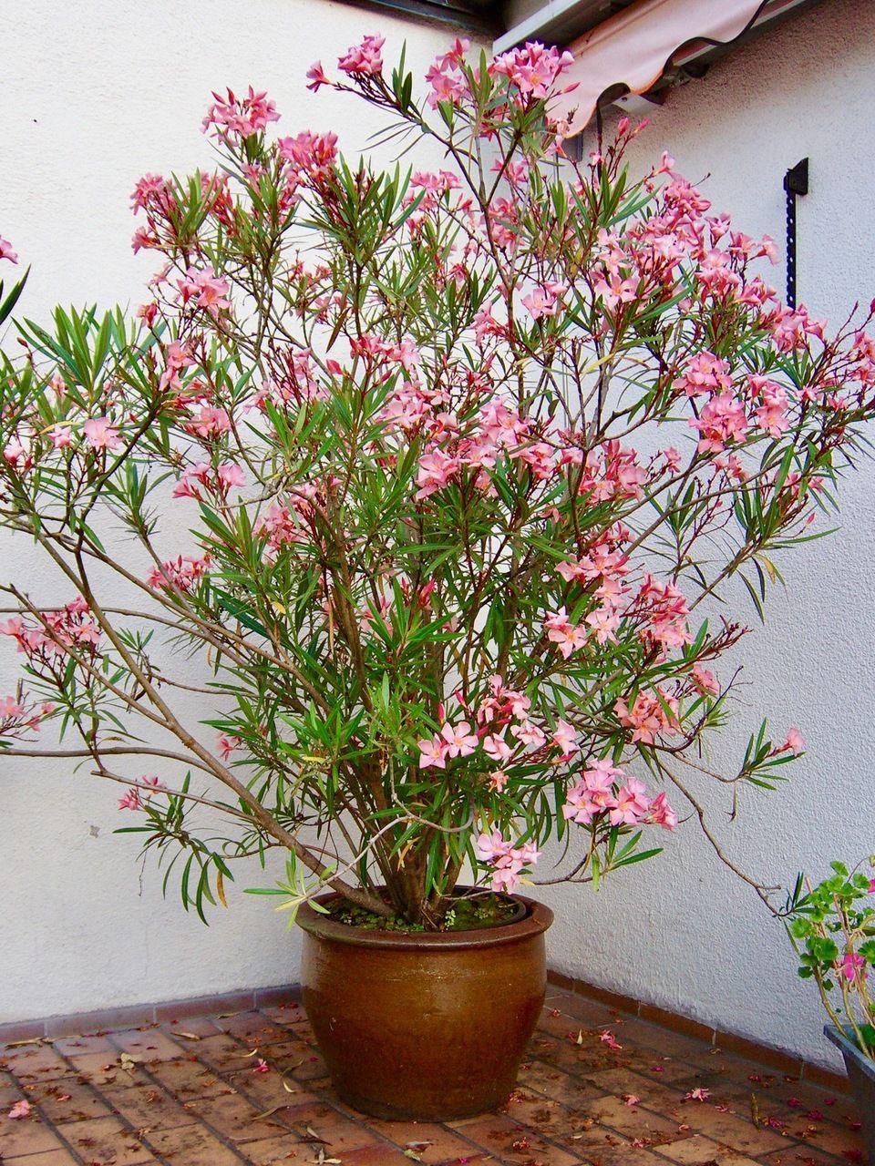 Oleander