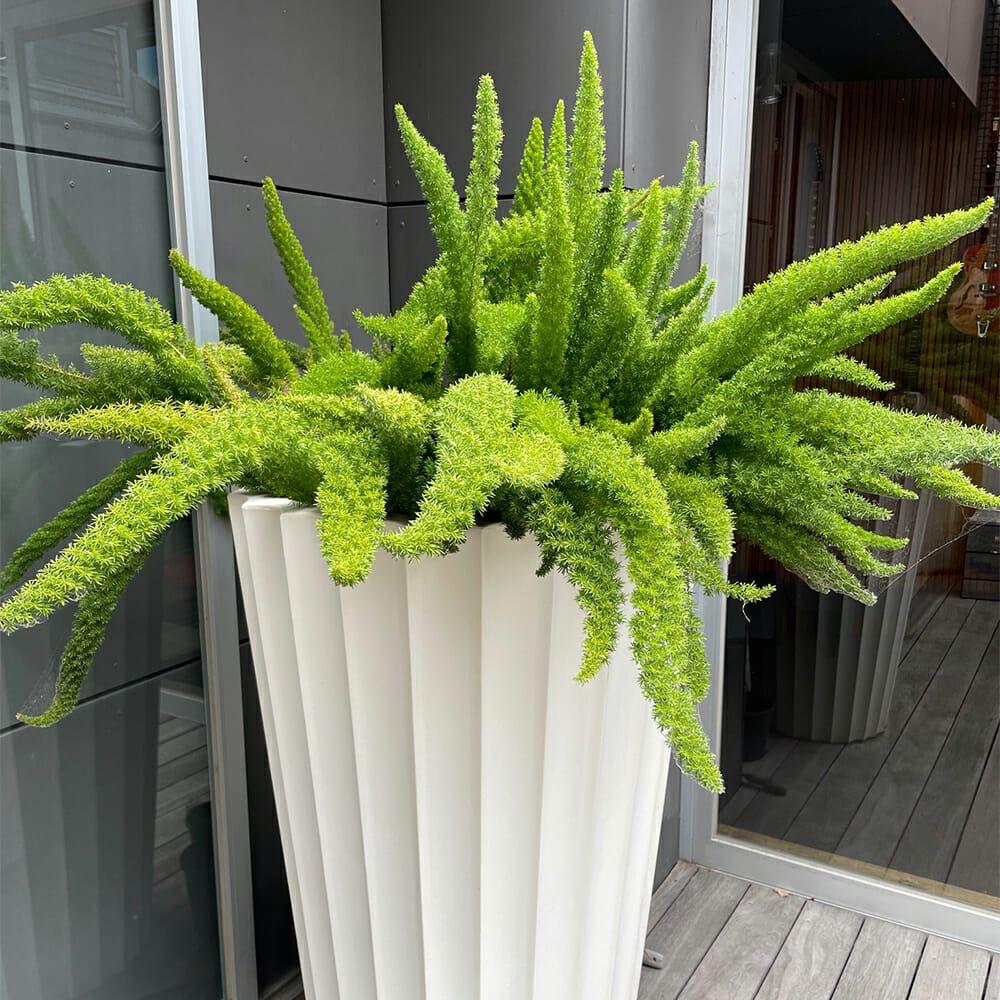 Foxtail Fern