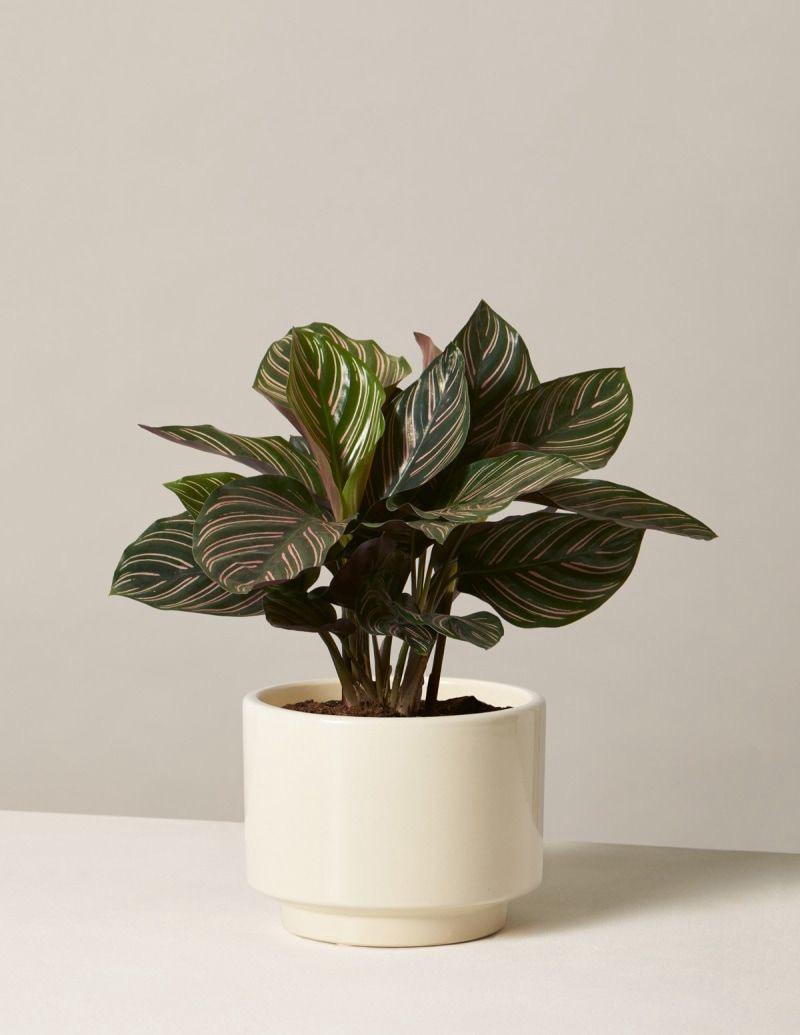 Prayer Plant