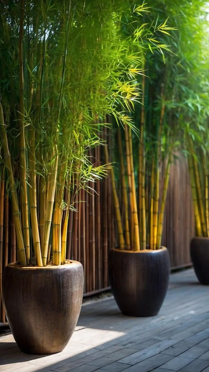 Bamboo Palm