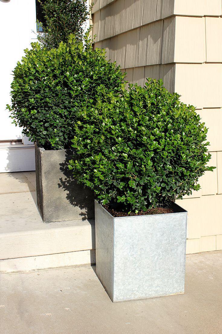 Boxwood Hedge