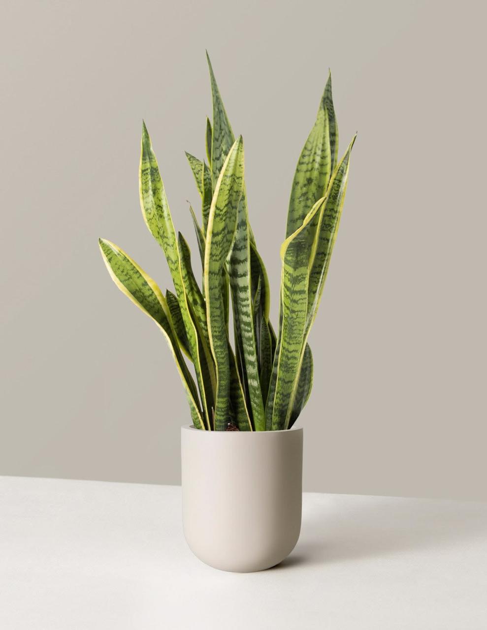 Snake Plant