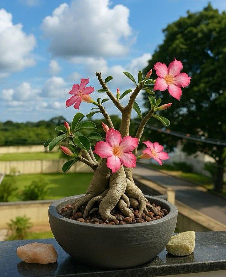 Desert Rose
