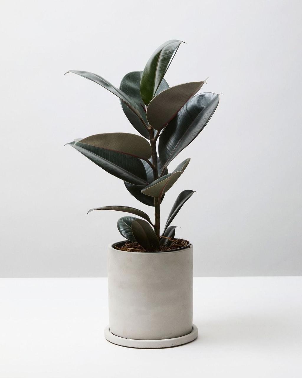 Rubber Plant