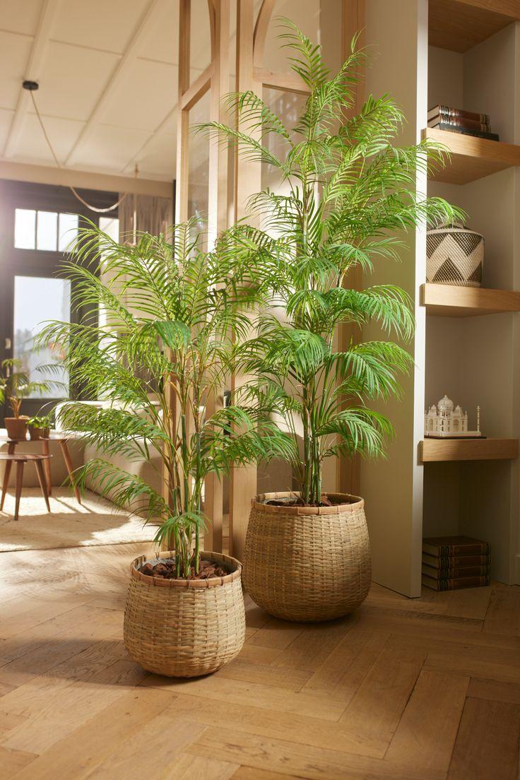 Pair of areca palms in woven baskets on a herringbone wood floor