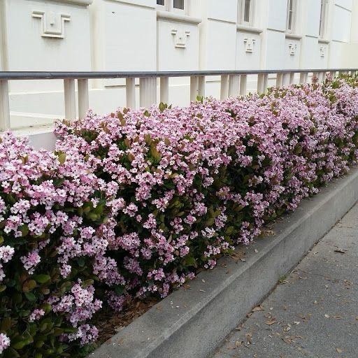 Indian Hawthorn