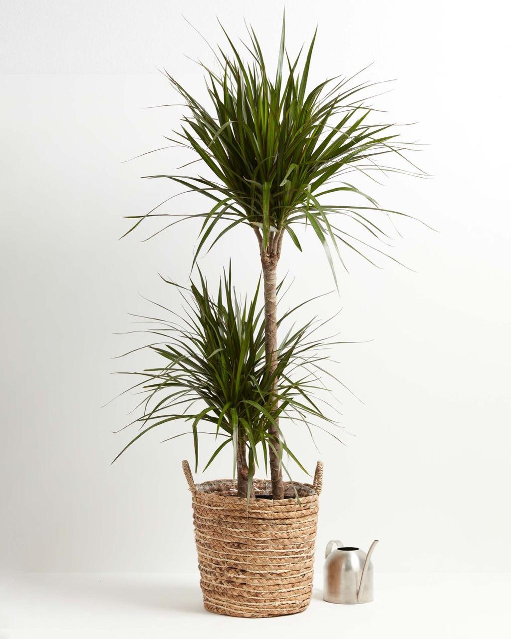 Dragon Tree
