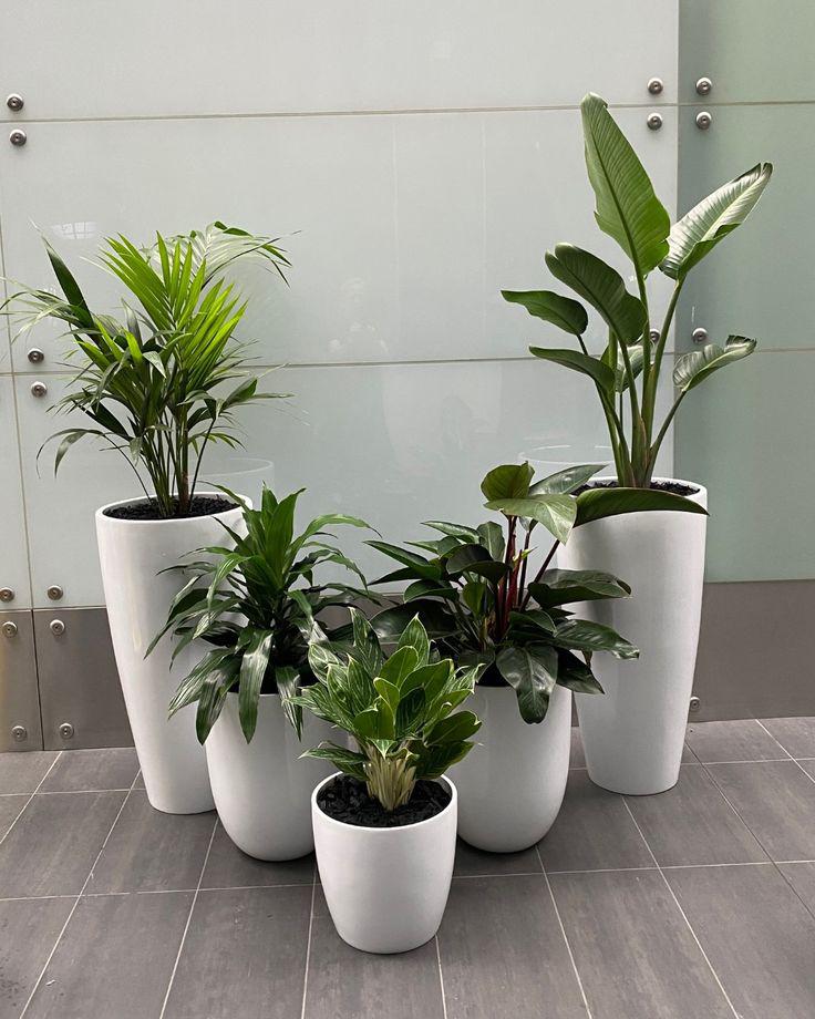 Group of tall white designer planters with layered indoor plants