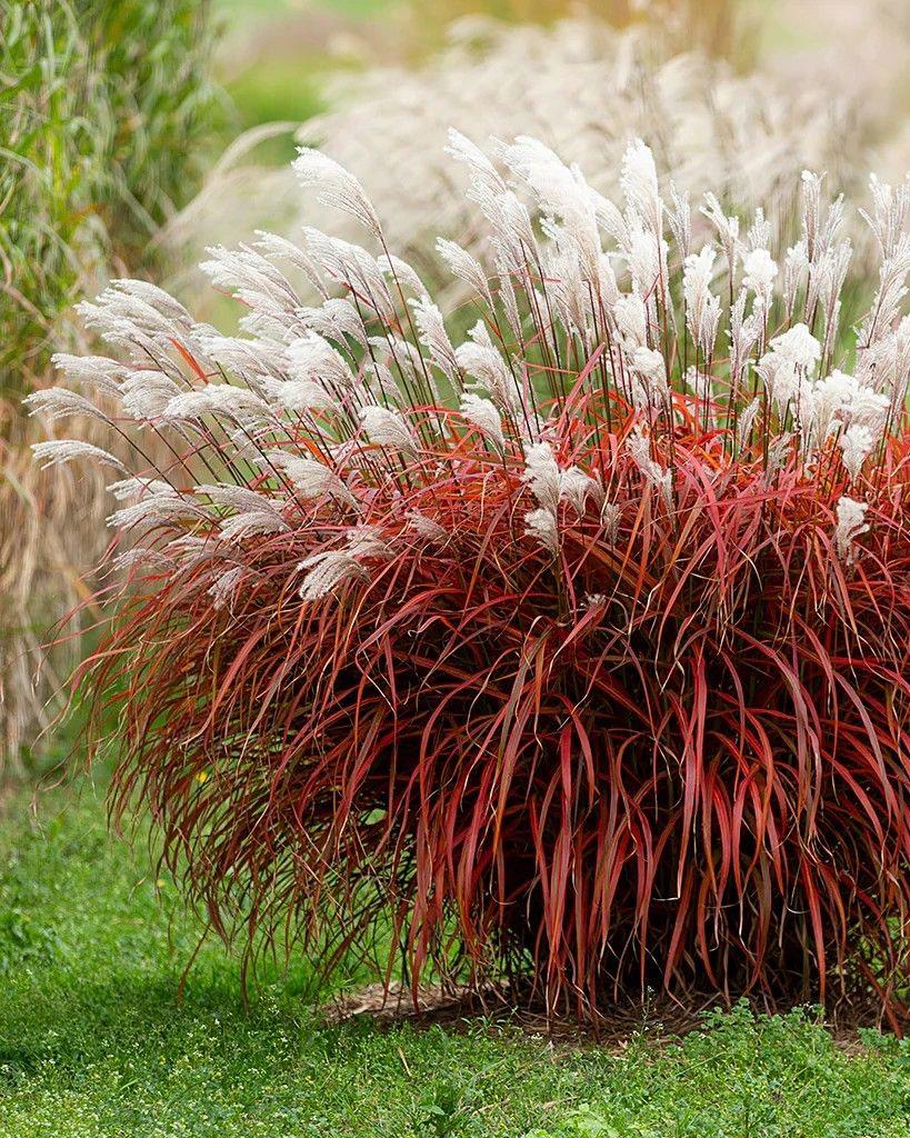 Red Fountain Grass